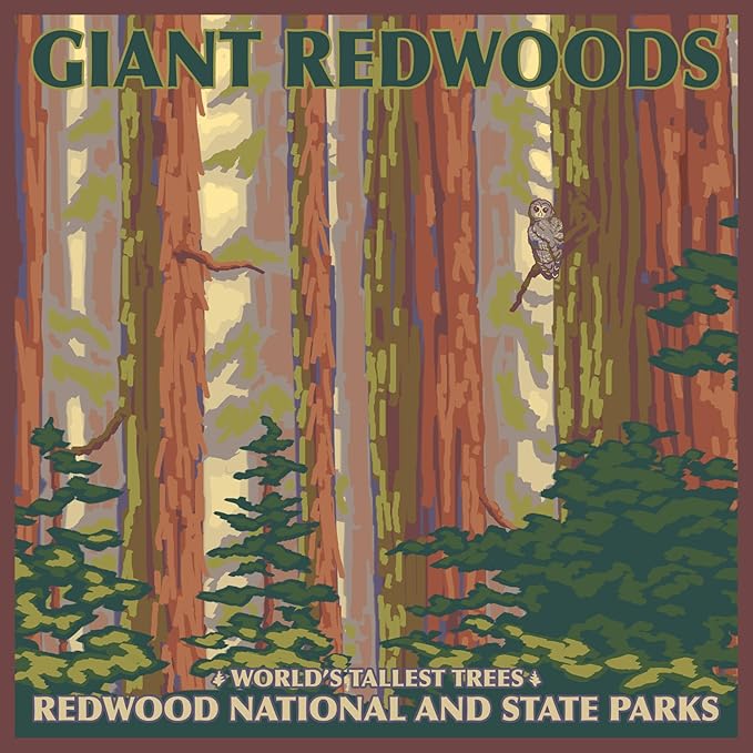 Lantern Press Redwood National Park, California (Absorbent Ceramic Coaster, Single, Cork Back, Kitchen Table Decor)